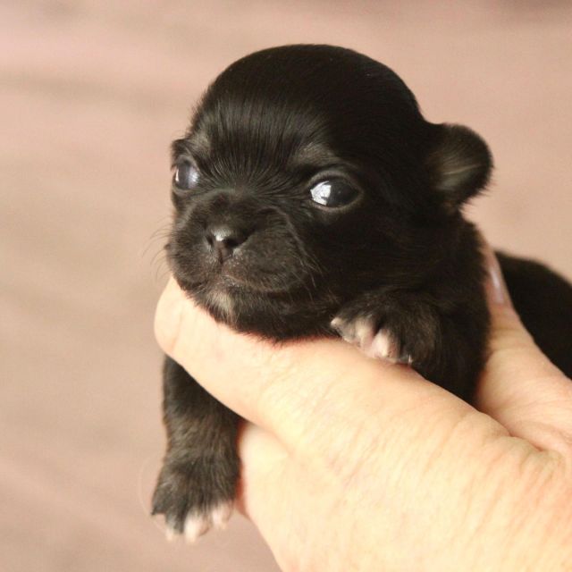 World Dog Show Chi S Lovely Chihuahuas